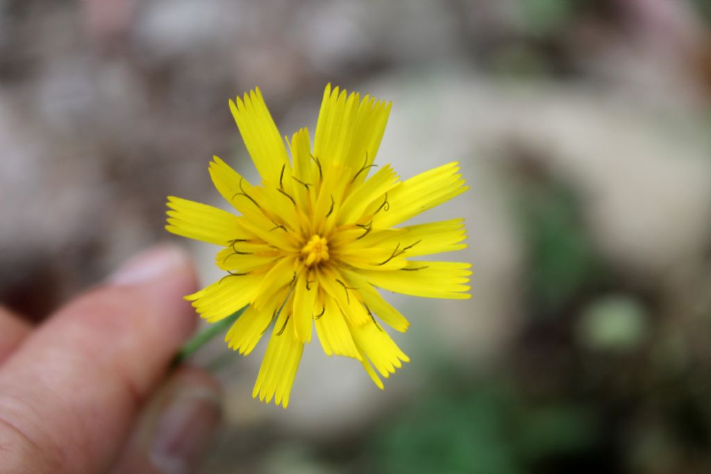 Hieracium murorum?